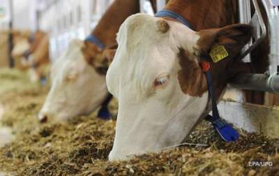 Украина с начала года сократила производство молока и мяса