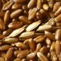Украина экспортировала 39 миллионов тонн зерновых - Минагро