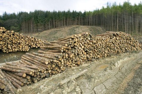 ГФС: Из Украины за год вывезли более миллиона тонн леса