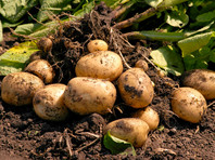 В Россельхознадзоре опровергли слухи о новых правилах посадки картофеля