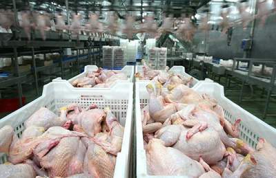 Украина заняла третье место в мире по экспорту курятины в страны ЕС