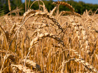 США нашли угрозу своей нацбезопасности в рекордных урожаях пшеницы в РФ. Но несмотря на рекорды, хлеб в России может подорожать