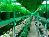 В Канаде, где с 17 октября 2018 года разрешены продажа, хранение и выращивание марихуаны в рекреационных целях, иными то есть "для развлечения", вскоре появятся сотни тысяч новых рабочих мест, связанных с производством "травы"