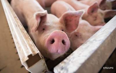 Украина скупает свинину в Польше, – Госстат