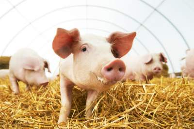 Украина экспортировала рекордное количество свинины
